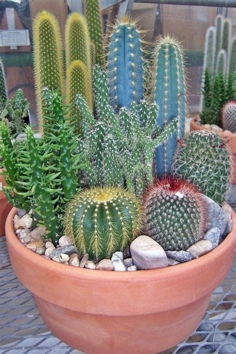 Los cactus que se vuelven amarillos, anaranjados o adquieren una apariencia blanqueada han sido cada vez que riegues tu suculenta, asegúrate de que salga agua de los agujeros de drenaje. Cactus | Plantas