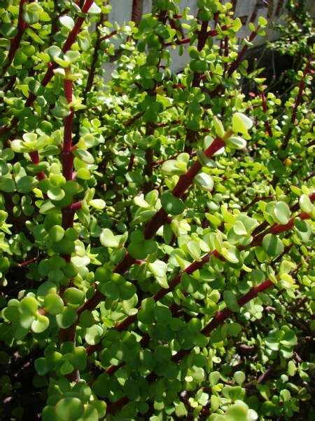 Their appearance, shape of trunk, leaves, and stem almost resembles, but the elephant plant/dwarf. Portulacaria afra (L.) Jacq. - Elephant bush