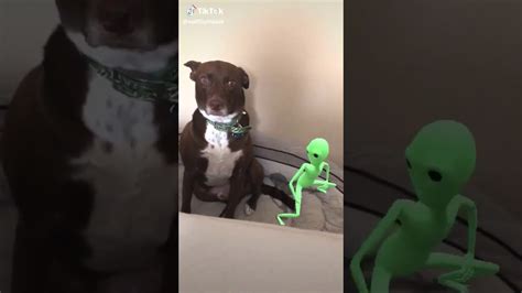Alien Twerking Next To A Dog While Young And Beautiful Plays Youtube
