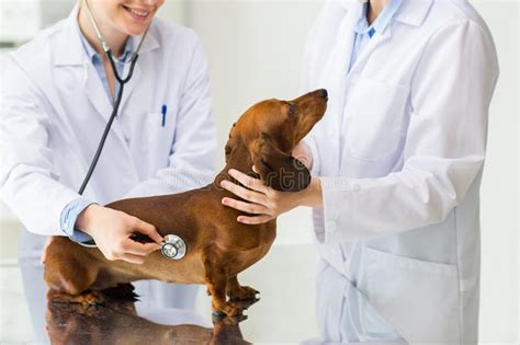 Harmony was created by a team of veterinarians who will offer a range of routine vaccinations, healthy pet exams, illness exams, urgent care, dentistry and surgery. Close Up Of Vet With Stethoscope And Dog At Clinic Stock ...