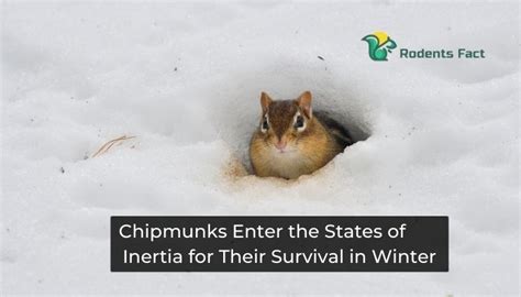 How Do Chipmunks Survive In The Winter