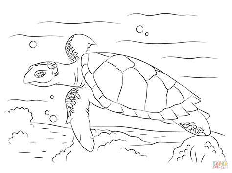 It is the only extant species in the genus eretmochelys. Cute Hawksbill Sea Turtle coloring page | Free Printable Coloring Pages