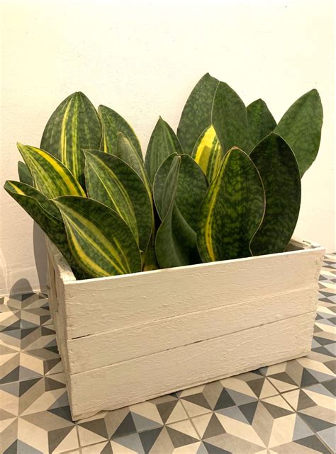 Let me dispel a very common myth about sansevieria though. Sansevieria masoniana 'Whale Fin' #sansevieria #masoniana ...