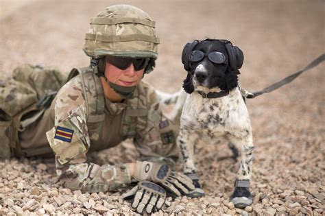 Military Working Dogs Have Their Own Personal Protective Equipment Ppe