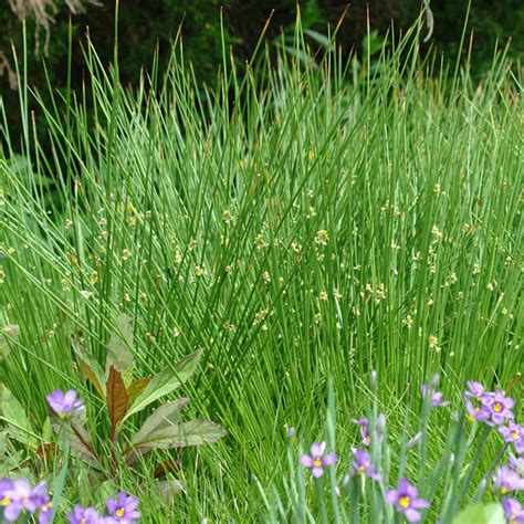 Soft Rush Grass Plant Addicts