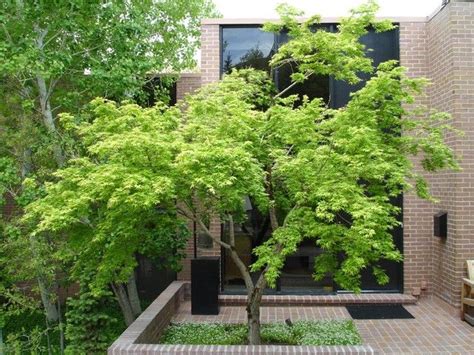 Shop our japanese bronze planter selection from the world's finest dealers on 1stdibs. Japanese Maple in a planter box. Available from Blerick ...