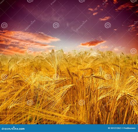 Sunset Over Wheat Field Stock Photo Image Of Brightly 55121262