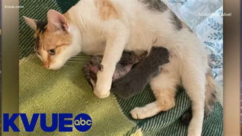 Sparkle Welcomes First Litter Of Kittens To Austin Pets Alive Kvue