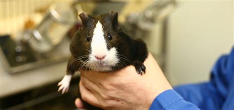 Pros and Cons of Animal Testing - Advocacy for Animals