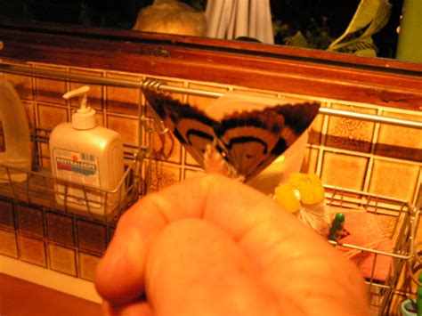 Identification Papillon De Nuit
