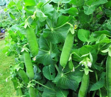 How To Grow Peas On A Trellis In A Small Garden Dengarden Home And