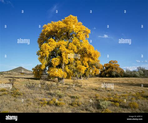 Giant Cottonwood Trees Turn Gold In October Autumn Along The Camino