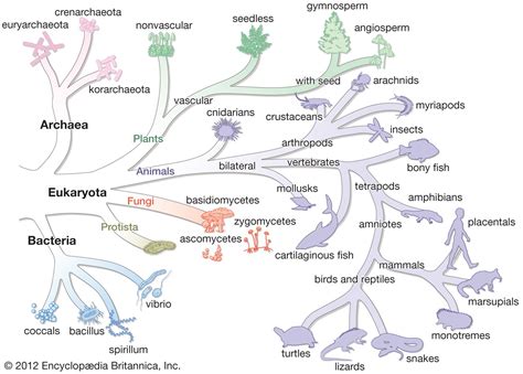 The Tree Of Life According To The 3 Domain System Biology Fungi Mammals