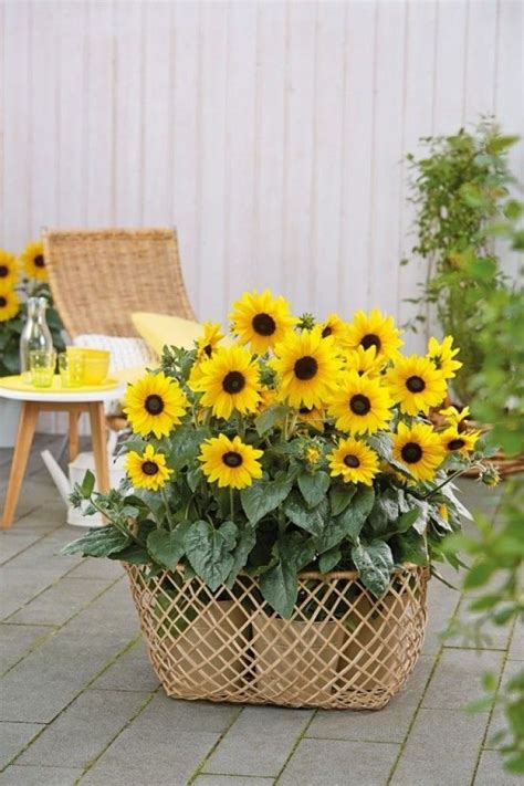 Sunflower Garden Ideas 3 700×1050