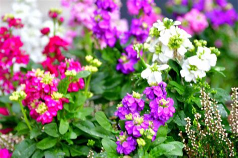 How To Grow And Care For Stock Flowers