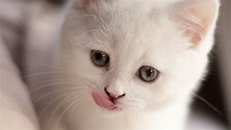 Download Wallpaper 2048x1152 Kitten Fluffy Pet Cute White Ultrawide