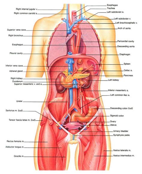 Illustration Of Woman S Internal Organs Female Human Body Diagram Of