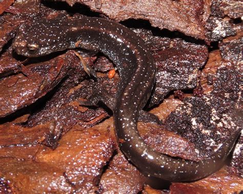 Woodland Salamanders From Olympic Olympic National Park Jefferson