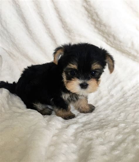 Teacup MOrkie Puppy for sale california-Chip! | iHeartTeacups