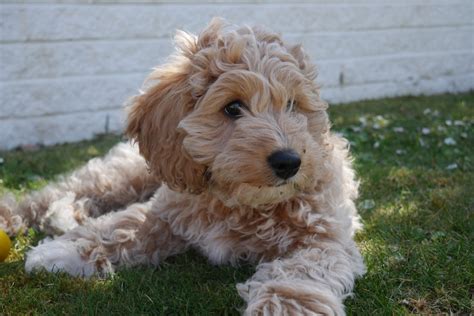 150 Cute Cavapoo Names For Your Cavalier Poodle Mix
