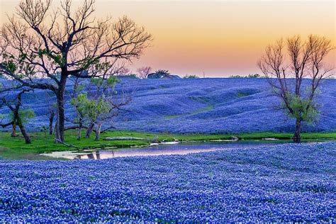 BLUEBONNET PARADISE Just South Of Dallas On Interstate Is The Town Of Ennis Texas Ennis