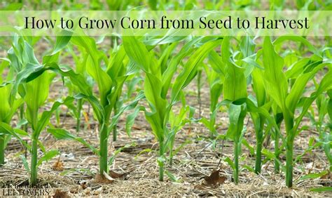 How To Grow Corn In Your Garden From Seed To Harvest