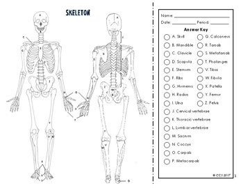 Skeletal System Coloring by The Science Connection | TPT