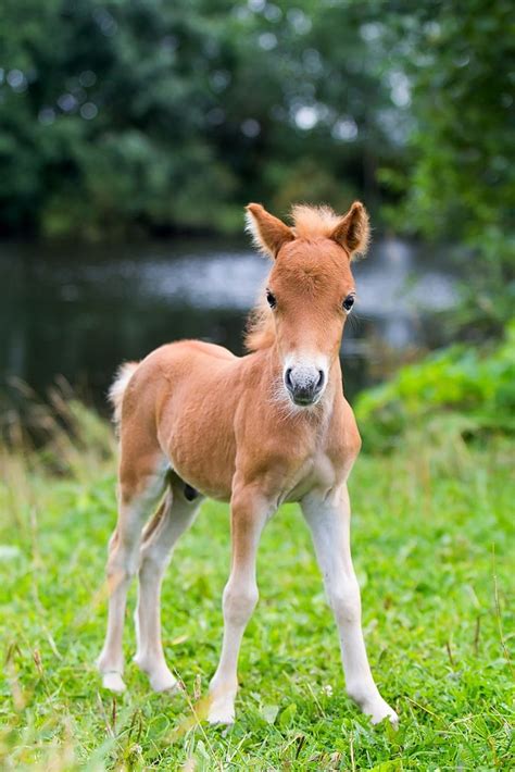 Cute Baby Horses