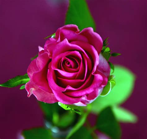 Ingyenes Kép Virág Rózsa Frangrance