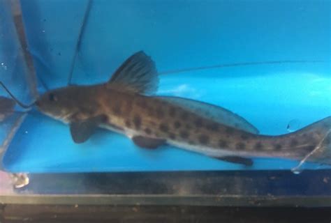 Vulture Cat Fish For Sale Exotic Fish Shop Call 774