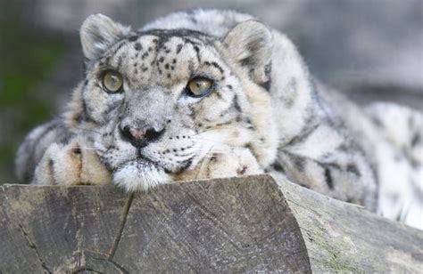What Is The Leading Cause Of Snow Leopard Killings The