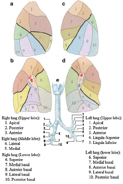 Bronchopulmonary Segments A Right Lung Lateral View B Right Lung
