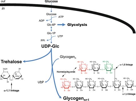 Structures Of Glycogen And Trehalose And Their Metabolic Routes From