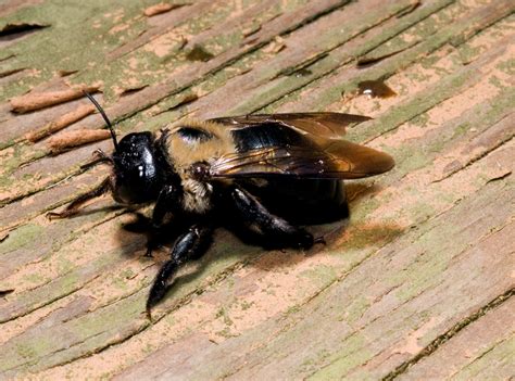 Things like woodchips (the kind you use for your pet rabbit) or rockwool will do or if you like you can add an extra card bord box inside. Carpenter Bees | Bee Removal | Bee Pest Control