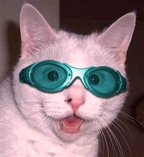 Cermin mata merupakan bingkai yang mempunyai kanta gelas yang berada di depan mata. Gambar 16 Gambar Wallpaper Lucu Terbaru Anak Kucing ...