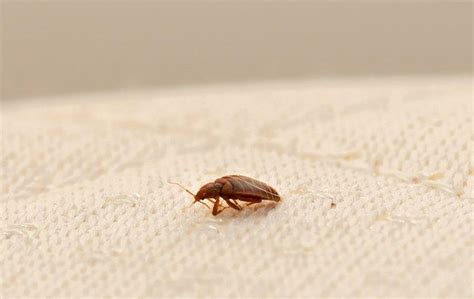 Blog Are Bed Bugs In Elk Grove Dangerous