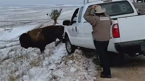 Check spelling or type a new query. Bison Released into Badlands National Park's New Territory ...