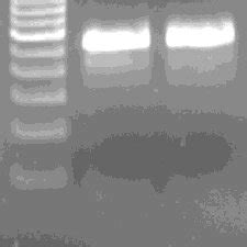 Dna Template For In Vitro Transcription Lane L Bp Dna Ladder Lane