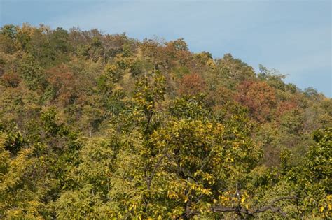 Forest In Bandhavgarh National Park Madhya Pradesh Stock Image