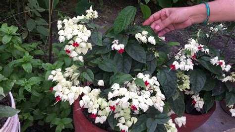 Bleeding heart is deciduous plant. Care of Bleeding Heart Vine - YouTube