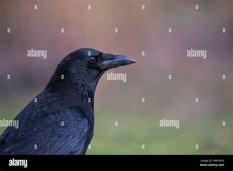 Black Crow Portrait Stock Photo Alamy
