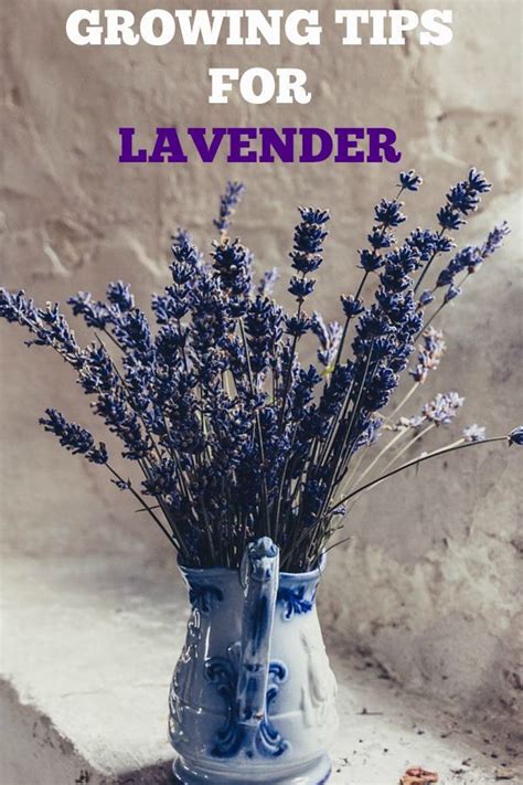 Quick Tips You Should Know For Growing Lavender Gardening For