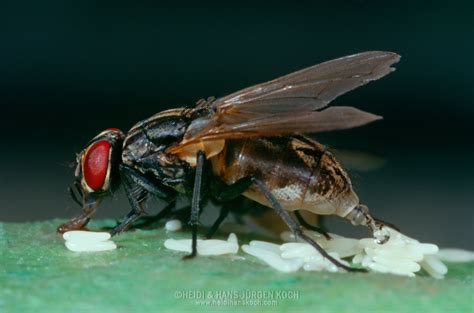 Housefly Laying Eggs On Wet Paper Heidi And Hans Juergen Koch