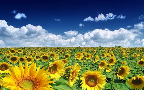 1920x1200 Sky Clouds Sunflowers Nature Landscape Wallpaper