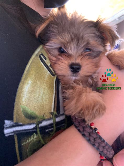 Extreme Micro Teacup Yorkie Puppy For Sale Los Angeles Breeder