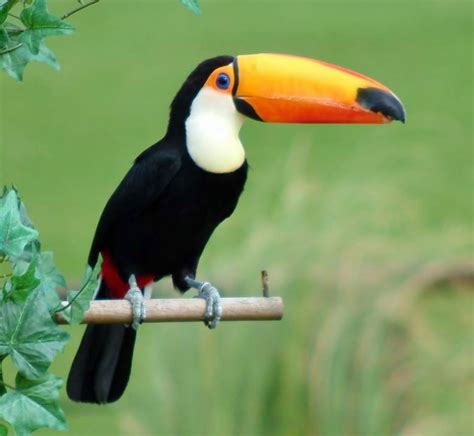 Toco Toucan Life Cycle
