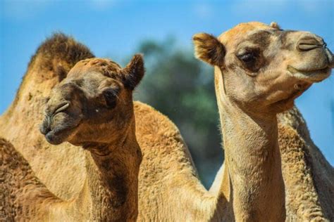 australia will shoot 10 000 feral camels that are officially considered pests