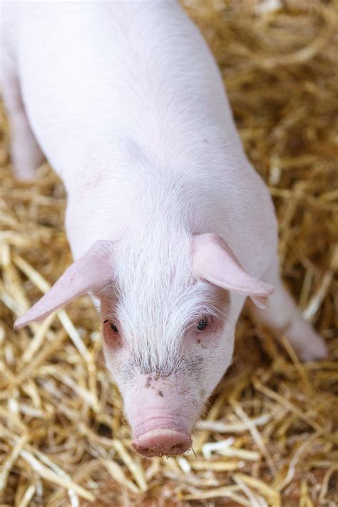 Little Pig In Barn Free Stock Photo Public Domain Pictures