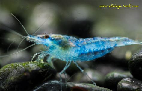 Neocaridina Davidi Var Blue Velvet Shrimp Photos Shrimp Tank