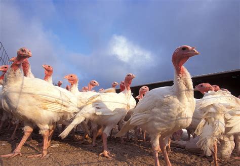Fourth Barron County Avian Influenza Detection Found In Commercial